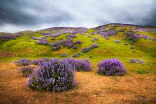 Lupine along the Lost Coast-7126 Lupine along the Lost Coast-7126